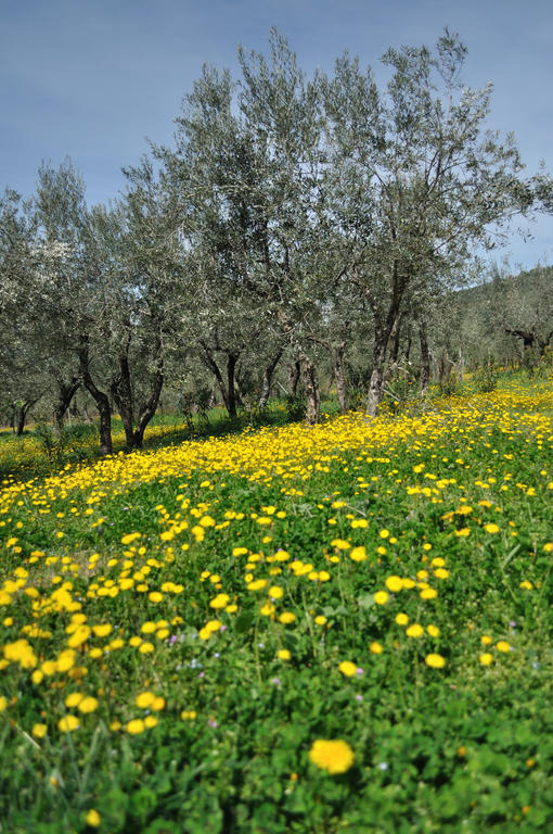 Agriturismo "Antico Frantoio" Фолиньо Экстерьер фото